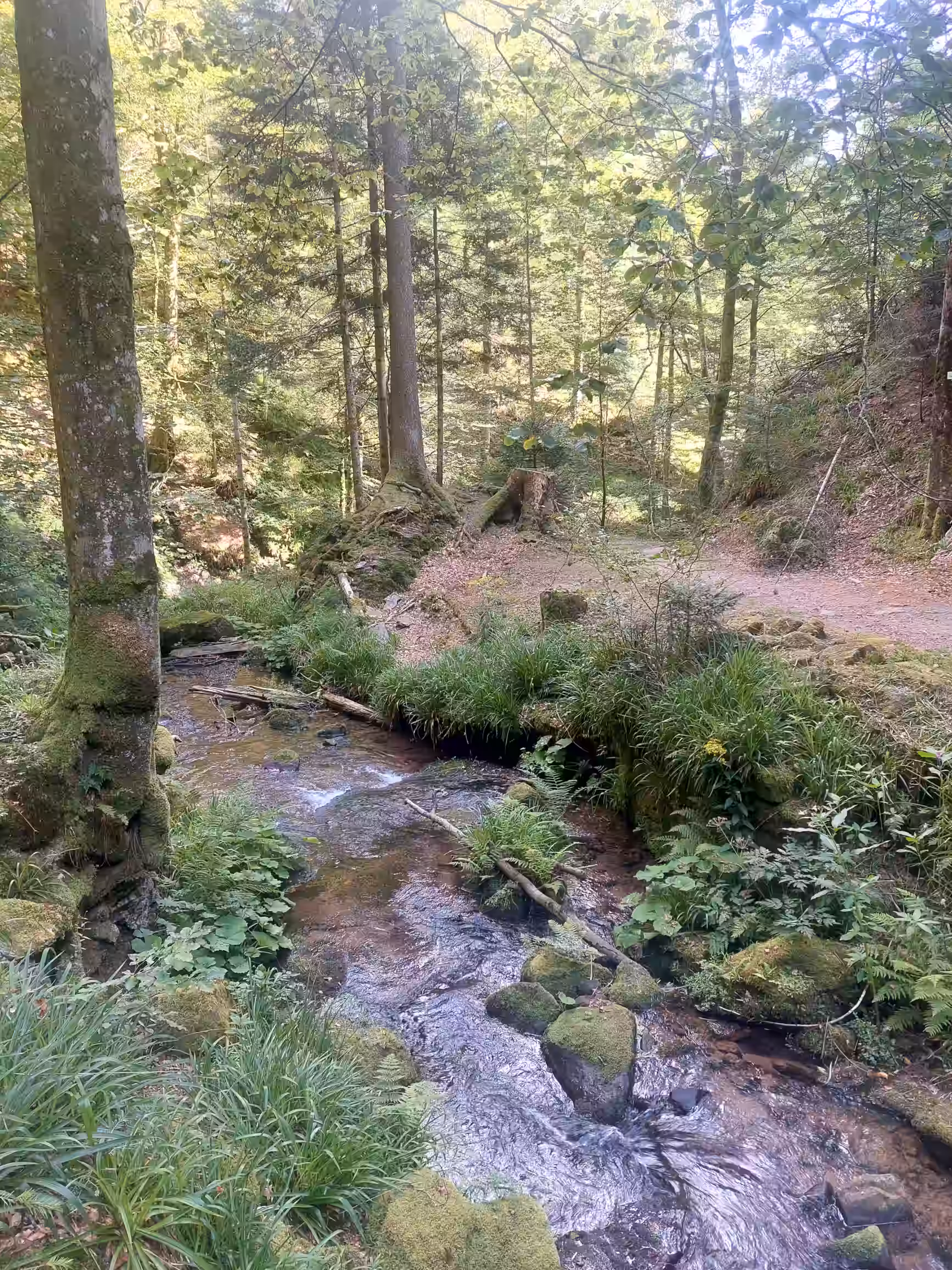 A picture I took while hiking through the Black Forest. Pictured are a creek with moss-covered stones, a foot path, trees and other kinds of vegetation.